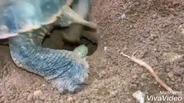 Tartaruga (Trachemys dorbigni) botando ovos смотреть онлайн