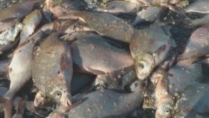 Семейная рыбалка на Маныче Тищенко Алексея  и его сыновей.  Сектор Дальнего.Зима