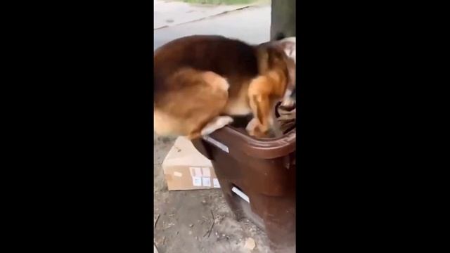 Cool animals (Классные животные) смотреть онлайн