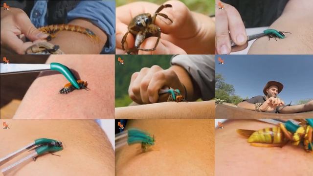 coyote peterson enters the sting zone смотреть онлайн