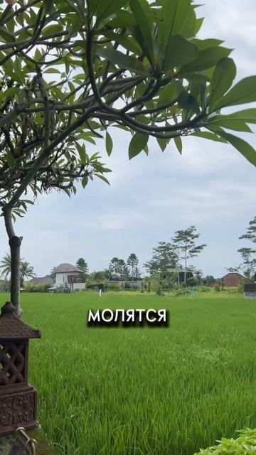 Отправь это видео тому, с кем хочешь поехать на Бали #путешествия #любовь #саморазвитие #энергия смотреть онлайн