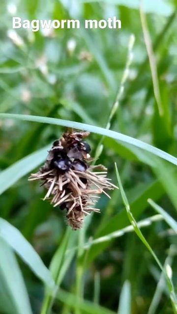 unique and little creature of bagworm moth. #shorts #bagworm, #insects , #nature, #youtubeshorts смотреть онлайн
