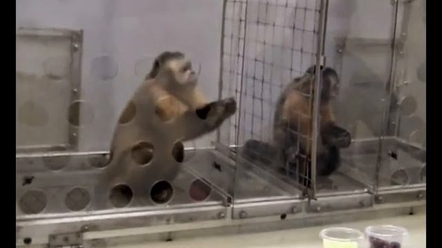 Two Monkeys Were Paid Unequally: Excerpt From Frans De Waal's TED Talk