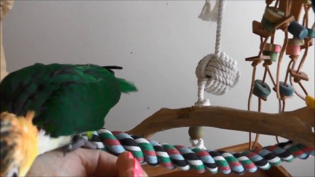 Georgina -- 13 week old Lime Thighed Caique смотреть онлайн