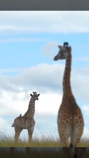 Amazing Wild Animals/Lion/Elephant/Giraffe/Rhinosaur/Deer/Baby Animals!!!#lion#elephant#giraffe#dee смотреть онлайн