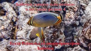 15. Бабочки удивительно похожие и все такие разные 4 под музыку Тедди Рейнольд: Бабочка