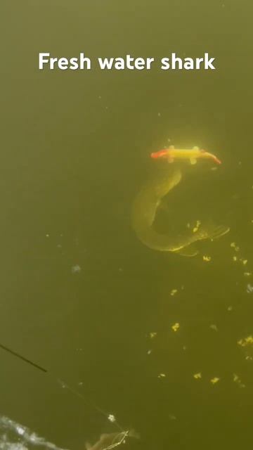 Spearing fresh water shark pike ! #spearfishing смотреть онлайн