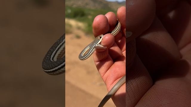 2023 Highlights! 🐍😲🦎#snake #wildlife #outdoorphotography #nature #animal #shorts смотреть онлайн