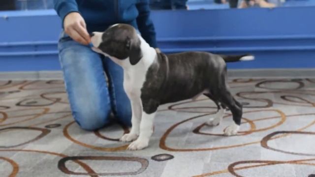 DUAL TIME CELLINI 2мес смотреть онлайн