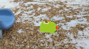Duolingo Fun - Mini Duolingo