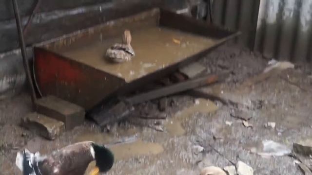 Смешные утки смотреть онлайн