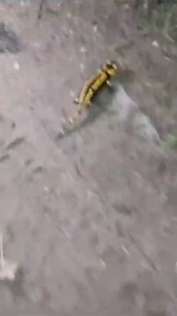 salamandra amarilla y negra смотреть онлайн