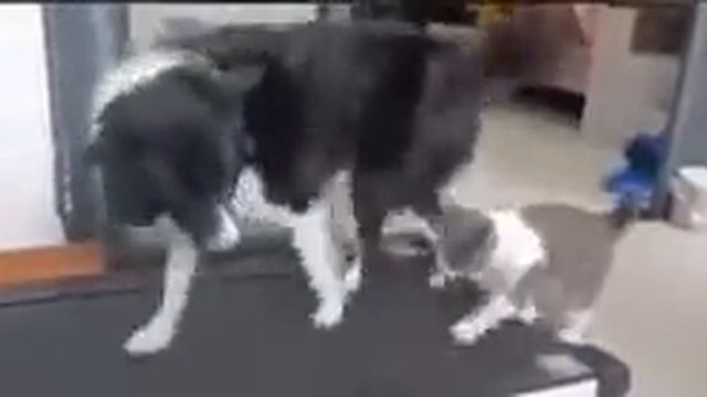 кот с собакой на беговой дорожке смотреть онлайн