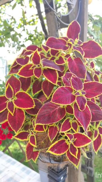 Сохраняю пеларгонию и колеусы до следующего сезона.