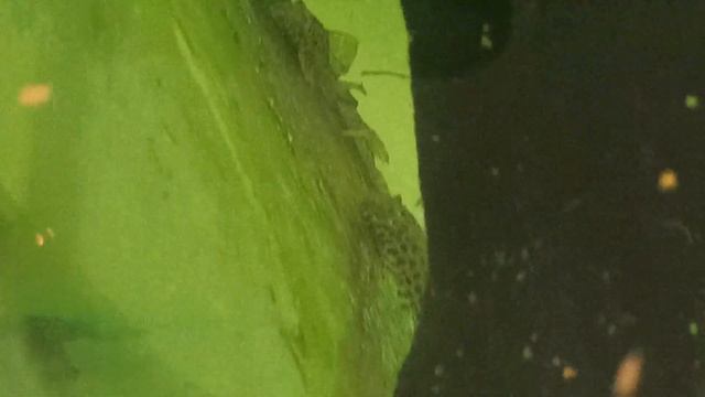 новые питомцы. смотреть онлайн