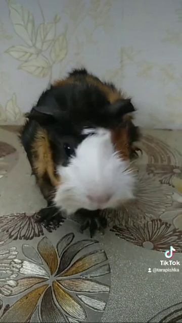 Морская свинка. Guineapig-199. смотреть онлайн