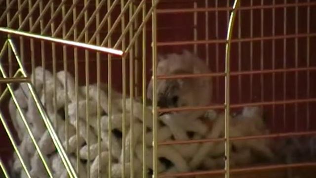 Попытка вылета из гнезда смотреть онлайн