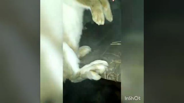 Разведение кроликов как покрыть кролиху?! смотреть онлайн