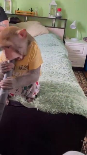 обезьяна и пылесос смотреть онлайн