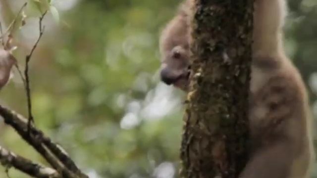 Wild koala baby learns to climb смотреть онлайн