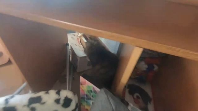 Cat Vlogs. What do cats do at home. Cat and box. The cat sits high. смотреть онлайн