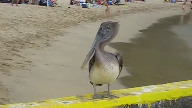 Pelican on a dive bar: Puerto Rico. смотреть онлайн
