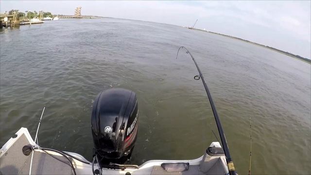 How to Catch Whiting AKA Southern Kingfish the EASY way! смотреть онлайн