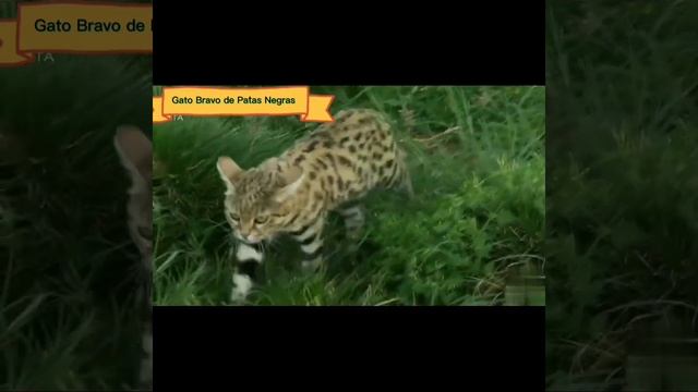 (Gatos Exóticos Parte 6) смотреть онлайн