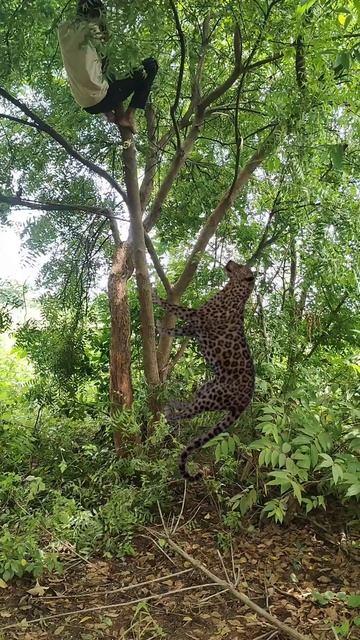 open tiger 🐅 attack caching jangil VFX funny 🤣 my village #shots #animals #wildlife #viral #tiger смотреть онлайн