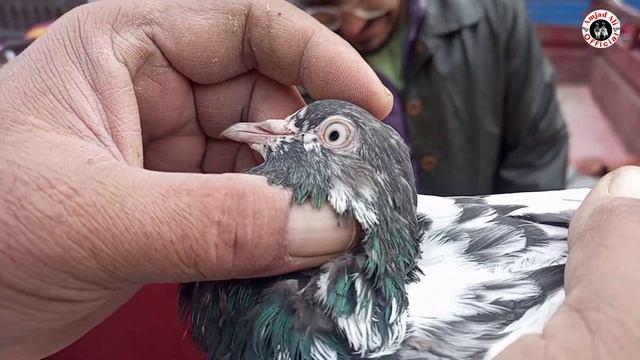105) lari adda kabootar mandi || lahore sunday birds market || کبوتر منڈی || amjad ali official смотреть онлайн
