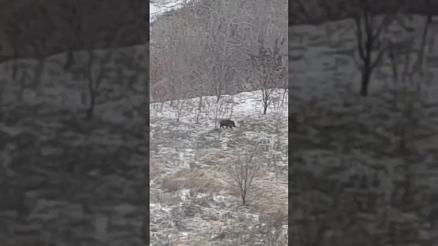 В центре Саратова вновь заметили дикого кабана смотреть онлайн