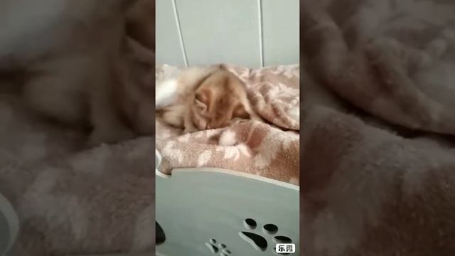 Video 20190130132227911 by videoshow смотреть онлайн