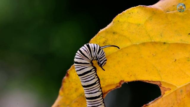 異紋紫斑蝶幼蟲Euploea mulciber barsine смотреть онлайн