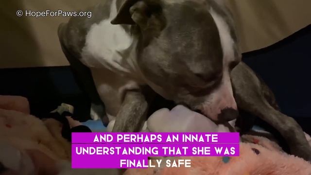 Pit Bull Mama On The Verge Of Giving Birth Begs Man For Help смотреть онлайн