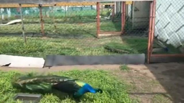 Страусинная ферма г Омск Воскресная прогулка Часть 4 Павлины смотреть онлайн