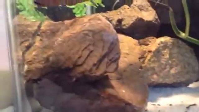 Alligator snapping turtle tank set up смотреть онлайн