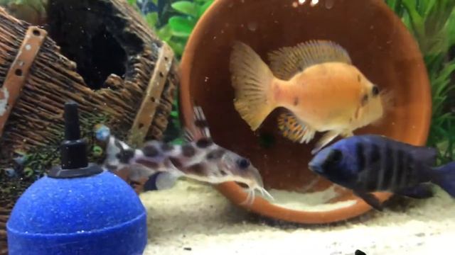 Synodontis Hybrid! смотреть онлайн