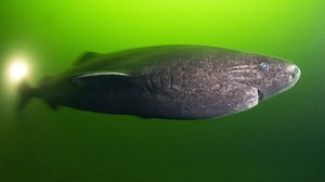 РР4 море - фарм 41 банка (38 серия)