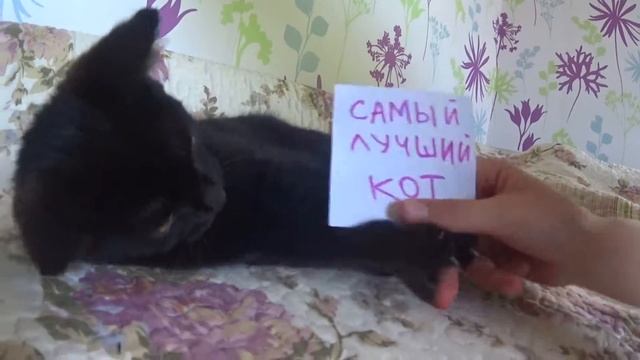 авито смотреть онлайн