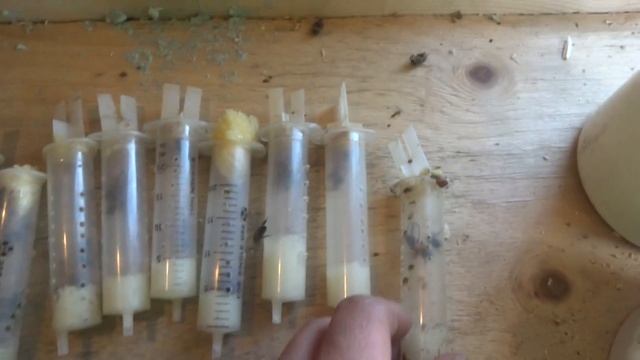 Среднерусские матки смотреть онлайн