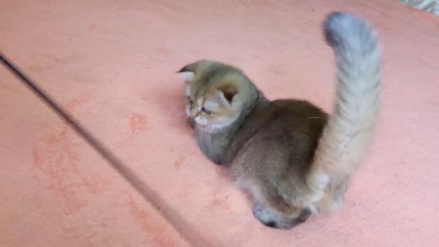 VID 20150827 083322 смотреть онлайн