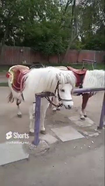 верблюд и пони#аллергия на работу#приколы#зоопарк#shorts смотреть онлайн