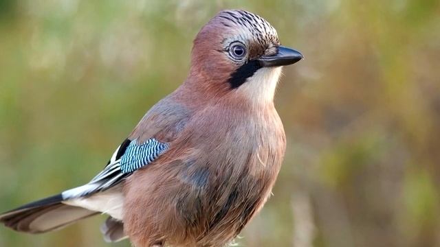 Сойка интересные факты смотреть онлайн