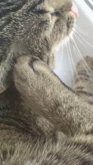 Кошка чешет ухо смотреть онлайн
