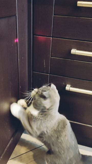 Взрослый ребёнок 🐱 смотреть онлайн