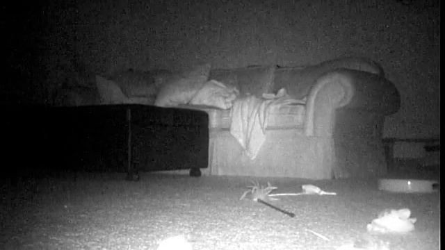 Kittens fight on the trail camera смотреть онлайн