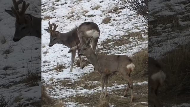 охота на косулю смотреть онлайн