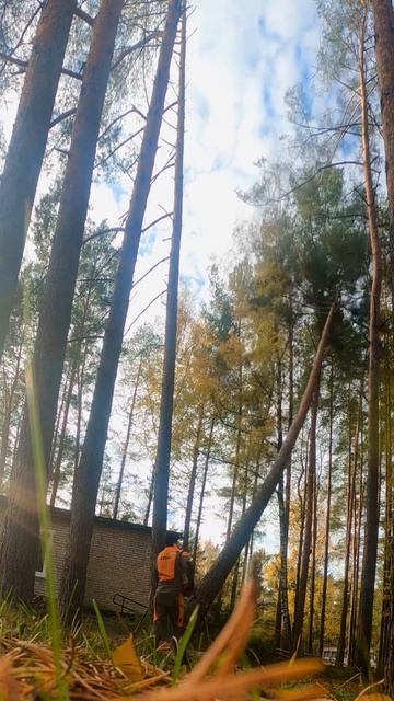 Падение сосны 🌲 #husgvarna #stihl #youtube #валкадеревьев #beats #instagram #instrumental #video смотреть онлайн