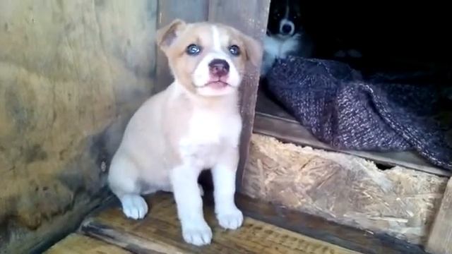 Пёс в деле смотреть онлайн