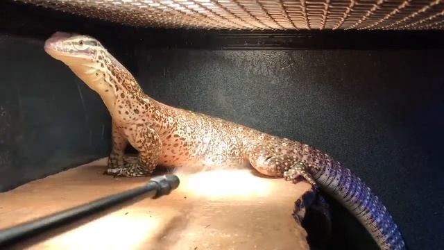Varanus panoptes argus monitor смотреть онлайн